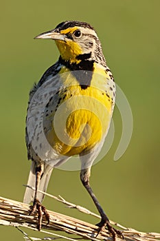 Western meadowlark