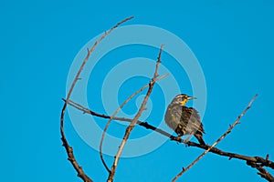 Western Meadowlark curved pose paralleling branch curves