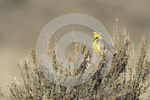 Western meadowlark singing on a bush photo