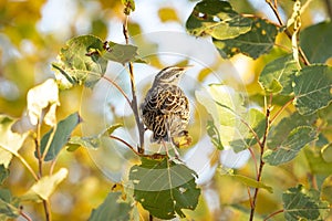 Western Meadowlark perched on popular tree branches during fall migration in Rocky View County Alberta Canada