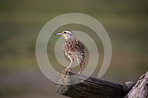 A western Meadowlark perches on a wooden fence.