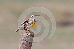 Western Meadowlark on Post