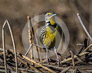 Western Meadowlark, Sacramento National Wildlife Refuge