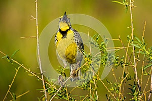 Western Meadowlark Singing