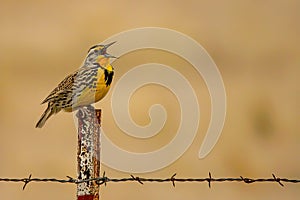 Western Meadowlark singing on barbed wire fence post in the Malheur National Wildlife Refuge photo