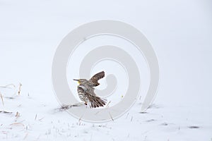 Western Meadowlark in the snow - Nebraska
