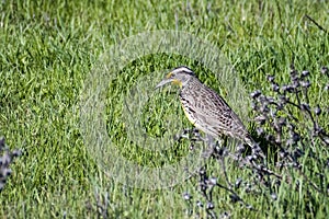 Western Meadowlark Sturnella neglecta