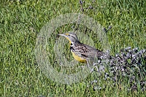 Western Meadowlark Sturnella neglecta