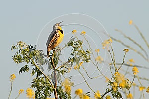 Western Meadowlark (sturnella neglecta)