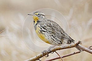 Western Meadowlark Sturnella neglecta perched on a branch