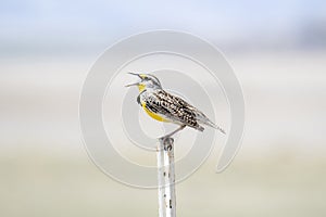 A Western Meadowlark Sturnella neglecta Perched on a Fence Post on the Plains and Grasslands photo