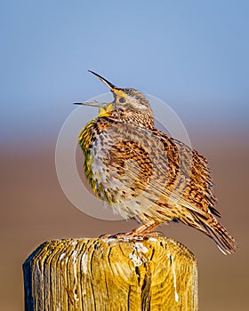 Western meadowlark (Sturnella neglecta) perched on a post and singing photo