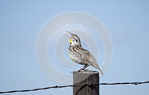 Western Meadowlark Sturnella neglecta Perched on a Wood Post Singing on the Plains photo