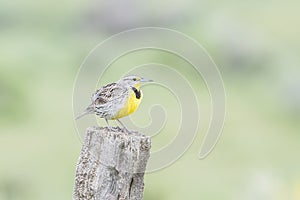 Western Meadowlark Sturnella neglecta Perched on a Wooden Post in Colorado photo