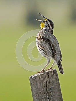 Western Meadowlark wild wildlife bird singing