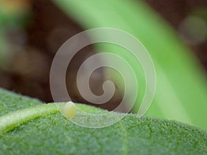 Western Monarch Butterfly Egg Laid on the Lower Side of a Showy Milkweed Leaf