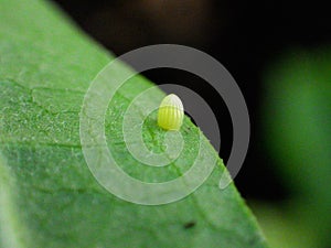 Western Monarch Butterfly Egg Laid on the Lower Side of Showy Milkweed Leaf