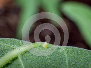 Western Monarch Butterfly Egg laid on the Lower Side of a Showy Milkweed Leaf