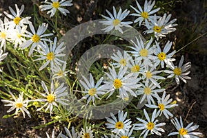 Western Mountain Aster Symphyotrichum spathulatum