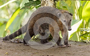 Western Mountain Coati in Ecuador