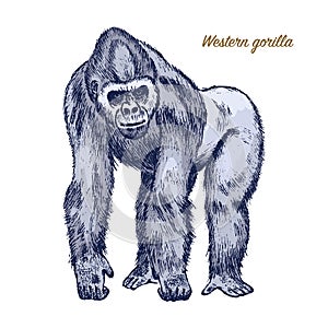 Western or mountain gorilla. big monkey or primate. Hand drawn, engraved wild animal in vintage or retro style, zoology photo