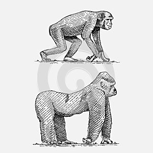 Western or mountain gorilla and chimpanzee hand drawn, engraved wild animals in vintage or retro style, zoology african