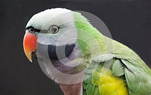 Western Moustached Parakeet Bird