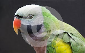 Western Moustached Parakeet Bird photo
