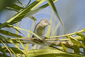 Western olivaceous warbler perched on a green tree photo