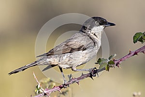 Western Orphean warbler Sylvia hortensis, in its natural environment photo