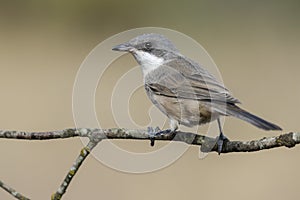 Western Orphean warbler Sylvia hortensis, in its natural environment