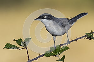 Western Orphean warbler Sylvia hortensis, in its natural environment