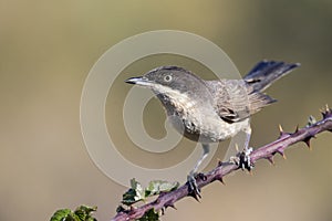 Western Orphean warbler Sylvia hortensis, in its natural environment