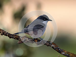 Western Orphean Warbler (Sylvia hortensis) on a branch photo