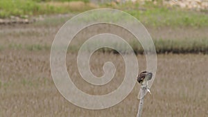 A western osprey eating fish.