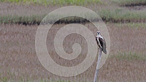 A western osprey facing the camera and 'bobbing' its head.