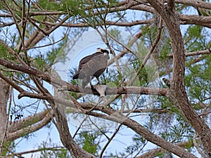 Western Osprey with fish in tree