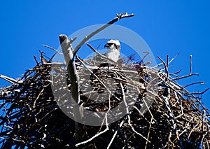 Western Osprey Nesting #2