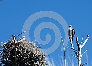 Western Osprey Nesting #3