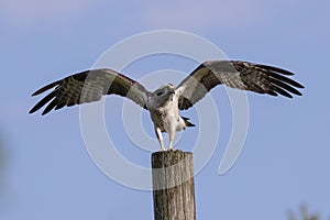 Western osprey Pandion haliaetus