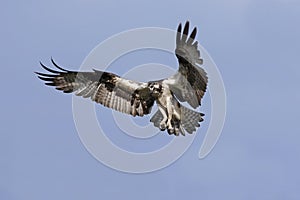 Western osprey Pandion haliaetus