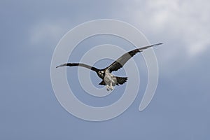 Western osprey Pandion haliaetus