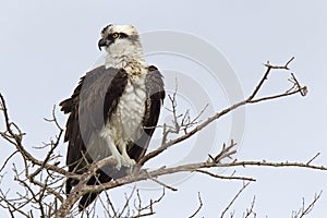 A western osprey Pandion haliaetus perched on a branch of a tree hunting for fish.