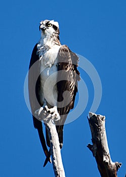 Western Osprey Perched on a Tree Limb #3