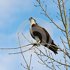 A Western Osprey perched on a tree limb