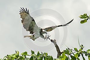 western osprey preparing to land