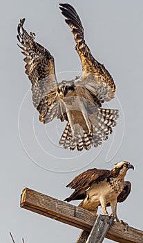 Western Ospreys Pandion haliaetus