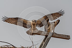 Western Ospreys Pandion haliaetus