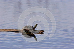 Western Painted Turtle   700333