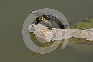 Western painted turtle